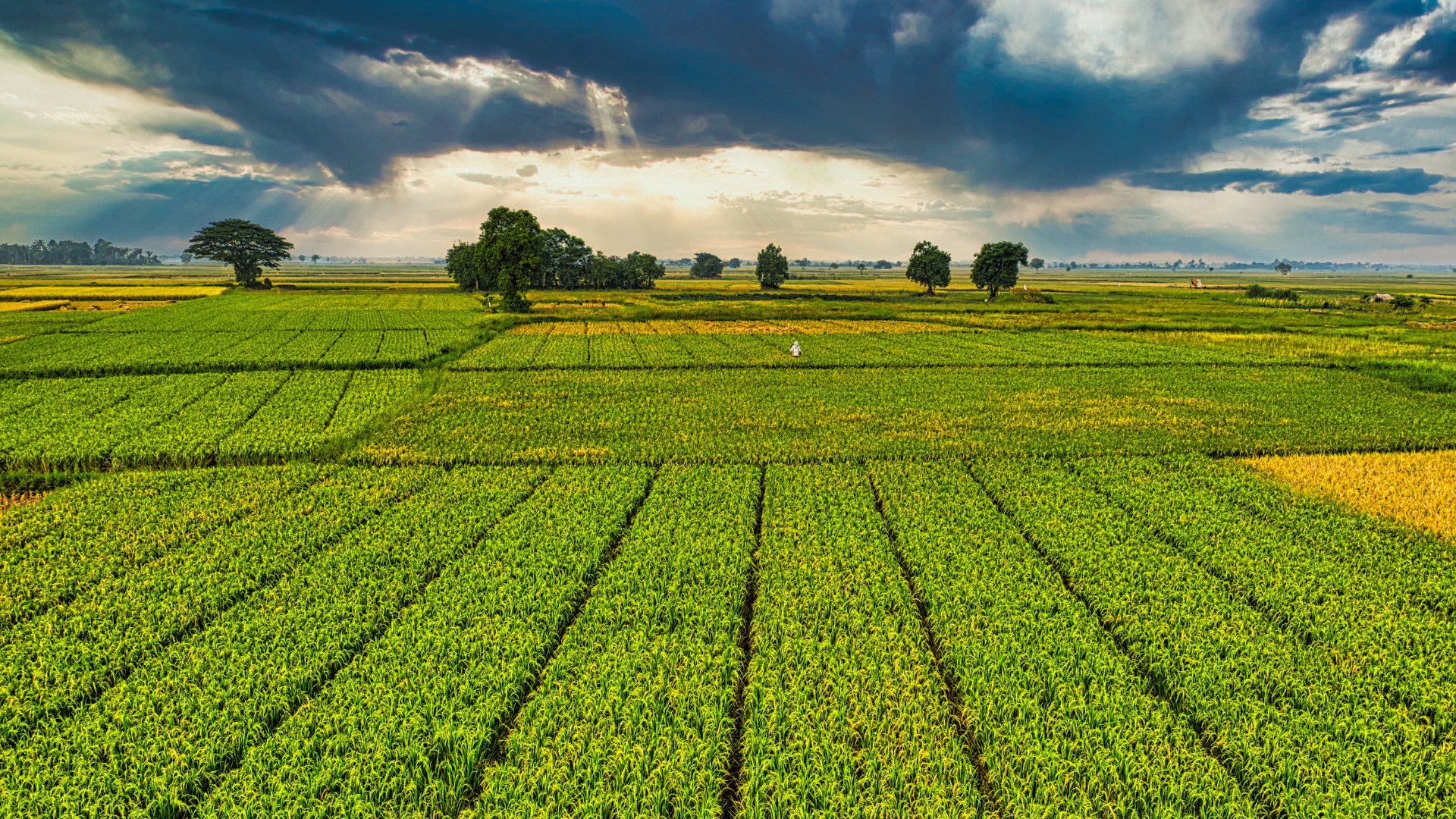 Financiamiento para Infraestructura de Riego en el Sector Agropecuario